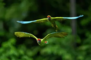 Arini Prints: Great green macaws (Ara ambiguus) pair in flight