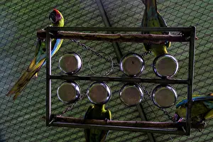 Arini Prints: Four Great green macaws (Ara ambiguus) perched on feeder in cage