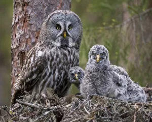 Owls Gallery: Great Grey Owl (Strix nebulosa) adult and chicks on nest. Nest frame is manmade
