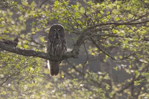 Sweden Prints: Great grey owl (Strix nebulosa) backlit in alder tree, Bergslagen, Sweden, June 2009