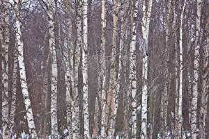 Camouflage Collection: Great grey owl (Strix nebulosa) camouflaged in birch woodland, Finland, March