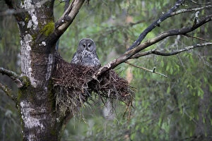 Images Dated 19th June 2008: Great grey owl (Strix nebulosa) with chick in nest in boreal forest, Northern Oulu