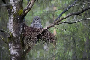 Great grey owl (Strix nebulosa) with chick in nest in boreal forest, Northern Oulu