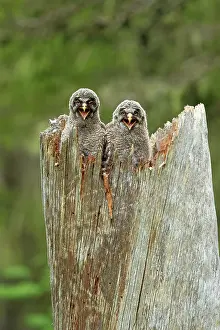 Side By Side Prints: Two Great grey owl (Strix nebulosa) chicks
