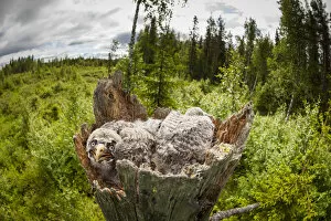 The Magic Moment Gallery: Great Grey Owl (Strix nebulosa) chicks in nest, Sweden