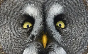 Great grey owl (Strix nebulosa) close up of face, Kuusamo, Finland, March