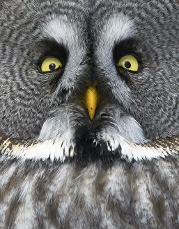 Owls Gallery: Great grey owl (Strix nebulosa) close up of face, Kuusamo, Finland, March
