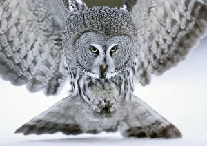 April 2021 Highlights Collection: Great grey owl (Strix nebulosa) close up hunting in snow. Kuhmo, Finland. February