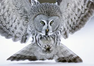 Power In Nature Prints: Great grey owl (Strix nebulosa) close up hunting in snow. Kuhmo, Finland. February