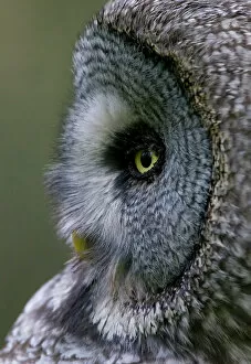 Wild Wonders of Europe 2 Gallery: Great grey owl (Strix nebulosa) close-up of head, Northern Oulu, Finland, June 2008