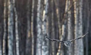 Great Grey Owl (Strix nebulosa) in flight, with forest behind, Rovaniemi Finland March