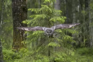 Images Dated 19th June 2008: Great grey owl (Strix nebulosa) in flight in boreal forest, Northern Oulu, Finland