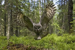 Great grey owl (strix nebulosa) in flight in boreal forest, Northern Oulu, Finland