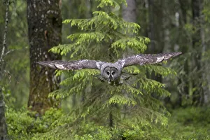 Great grey owl (Strix nebulosa) in flight in boreal forest, Northern Oulu, Finland