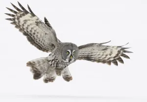 Great Grey Owl (Strix nebulosa) in flight over snow covered ground, Tornio, Finland