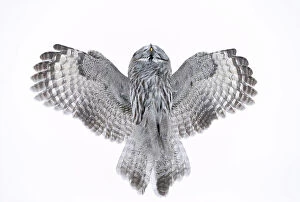 2020 November Highlights Gallery: Great Grey Owl (Strix nebulosa) flying directly overhead, Kuhmo Finland February