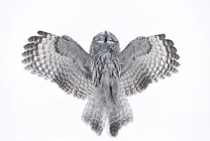Unusual Angle Prints: Great Grey Owl (Strix nebulosa) flying directly overhead, Kuhmo Finland February