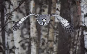 Owls Gallery: Great Grey owl (Strix nebulosa) flying through woodlands, Tornio, Finland, Scandinavia
