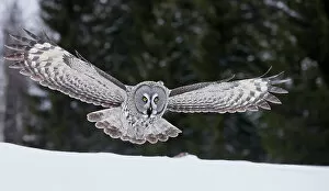 2020 March Highlights Collection: Great Grey Owl (Strix nebulosa) hunting over snow, Kuhmo Finland, March