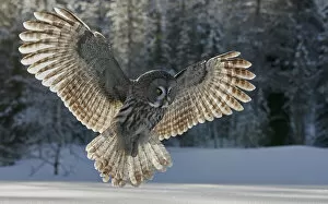 April 2021 Highlights Collection: Great grey owl (Strix nebulosa) hunting over snow, woodland in background