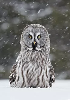 Bird Of Prey Collection: Great Grey Owl (Strix nebulosa) Kuhmo Finland, March