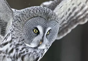 Images Dated 15th December 2019: Great grey owl (Strix nebulosa) Kuhmo, Finland, March