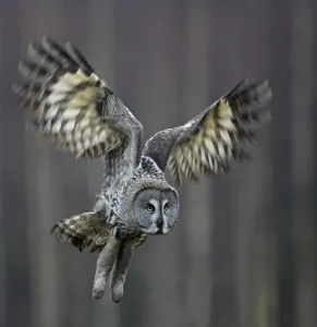 Great Grey Owl (Strix nebulosa) landing, Hyvink Finland, January 2007 Great Grey Owl (Strix nebulosa) landing, Hyvink Finland, January 2007