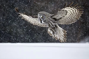 Great Grey Owl (Strix nebulosa) landing in snow, Kuusamo, Finland