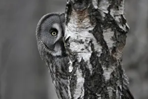 Sweden Prints: Great grey owl (Strix nebulosa) peering around birch tree, Bergslagen, Sweden, June 2009