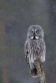 Great Grey owl (Strix nebulosa) perched on a branch in snow, Finland, April