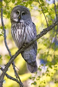 2018 September Highlights Collection: Great grey owl (Strix nebulosa) perched on branch, Finland. May