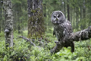 Images Dated 21st June 2008: Great Grey owl (Strix nebulosa) perched in forest, Oulu, Finland. June 2008 WWE Mission