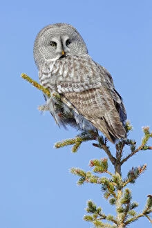 Great grey owl (Strix nebulosa) perched on a tree (Picea abies), Finland, March