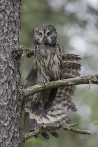 Damp Prints: Great grey owl (Strix nebulosa) perched in a tree stretching its wing in light rain
