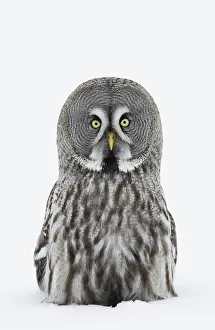 Great Grey owl (Strix nebulosa) portrait sitting in snow, Tornio, Finland, Scandinavia