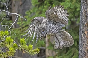 December 2021 Highlights Gallery: Great grey owl (Strix nebulosa) preparing to land, in tree, Yellowstone National Park