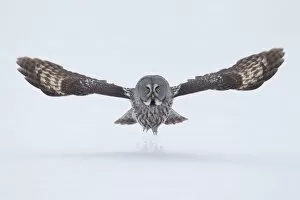 Images Dated 16th April 2012: Great Grey owl (Strix nebulosa) taking off from the ground in snow, Finland, April