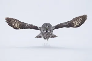 Wide Prints: Great Grey owl (Strix nebulosa) taking off from the ground in snow, Finland, April