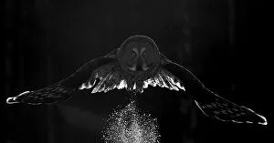 Images Dated 14th March 2015: Great grey owl (Strix nebulosa) taking off from snowy ground, Kuusamo, Finland. March