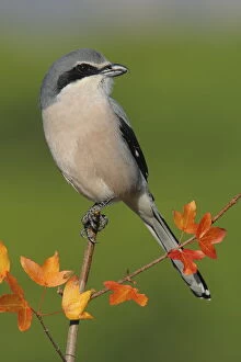 Acer Gallery: Great grey shrike (Lanius meridionalis) perched on a branch of Montpellier maple