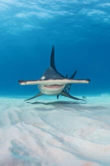 Great hammerhead shark (Sphyrna mokarran) in shallow water. South Bimini, Bahamas