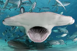 Predation Gallery: Great hammerhead shark (Sphyrna mokarran) mouth wide open, feeding in shallow water