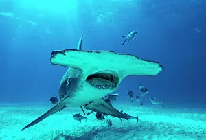 Great hammerhead shark (Sphyrna mokarran), critically endangered, swimming over sandy seabed accompanied by Blue runner