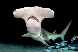 Carangidae Prints: Great hammerhead shark (Sphyrna mokarran) female at night with Bar jacks (Caranx ruber)