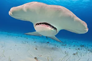 Great hammerhead shark (Sphyrna mokarran) portrait, South Bimini, Bahamas