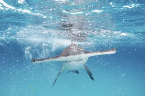 A Great hammerhead shark (Sphyrna mokarran) swimming towards the camera, Bimini, Bahamas