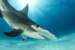 Great hammerhead shark (Sphyrna mokarran) swimming over sandy seabed, South Bimini, Bahamas