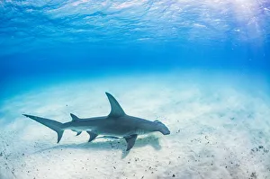 Great hammerhead shark (Sphyrna mokarran) swimming over a sandy seabed, Bimini, Bahamas