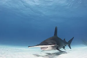 Zygaena Dissimilis Prints: Great hammerhead shark (Sphyrna mokarran) swimming over sandy seabed, Bimini, Bahamas