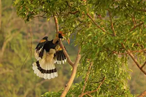 Bucerotiformes Prints: Great hornbill (Buceros bicornis) in flight, Jim Corbett National Park, Uttarakhand, India